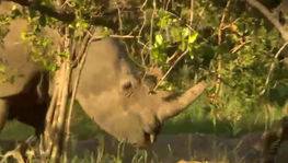 Pistas e rastros levam equipe para perto de rinocerontes ameaçados (Reprodução)